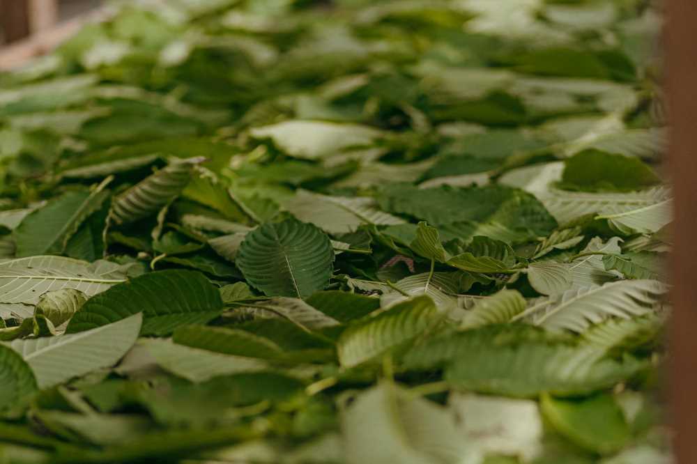 Na podložce se nachází čerstvě posbírané listy kratomu 